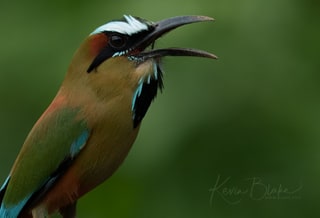 Turquoise-browed Motmot, Cerro Lodge, Costa Rica, March 2025