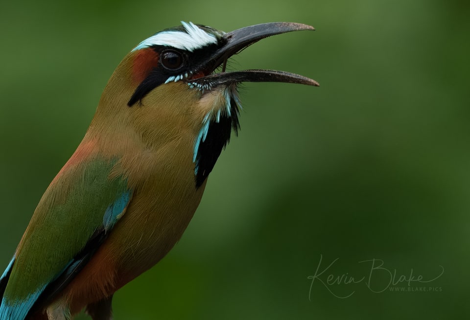 Turquoise-browed Motmot, Cerro Lodge, Costa Rica, March 2025