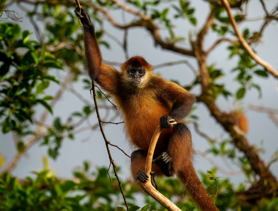 Spider Monkey, Arenal Observatory Lodge, Costa Rica, March 2025
