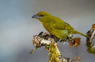 Hepatic Tanager, Arenal Observatory Lodge, Costs Rica, March 2025