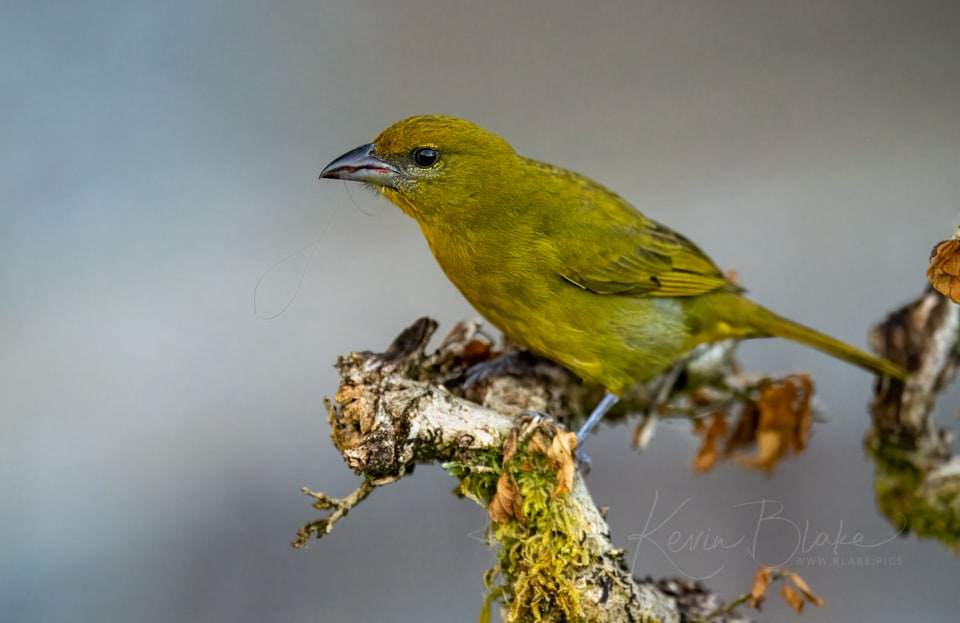 Hepatic Tanager, Arenal Observatory Lodge, Costs Rica, March 2025