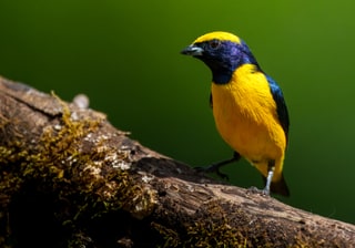 Yellow-Crowned Euphonia, The Nest Nature Centre, Costa Rica, March 2025