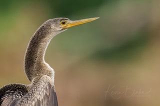 Anhinga, Tárcoles, Costa Rica, March 2025