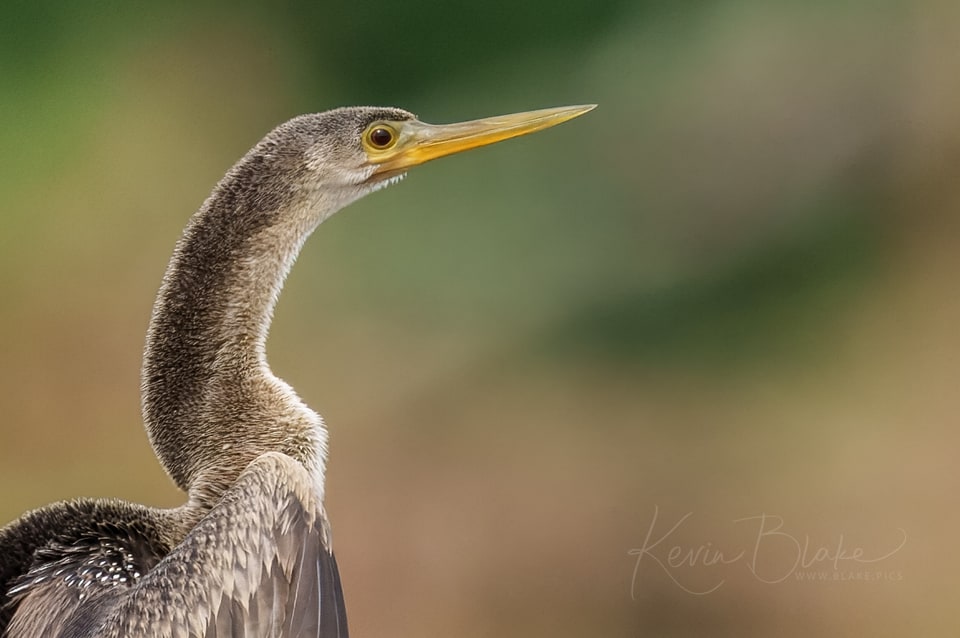 Anhinga, Tárcoles, Costa Rica, March 2025