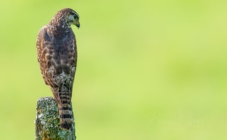 Juvenile Grey Hawk, Tirimbina, Costa Rica, March 2025