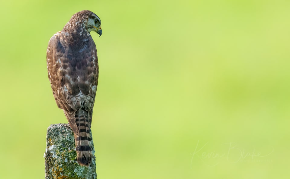 Juvenile Grey Hawk, Tirimbina, Costa Rica, March 2025