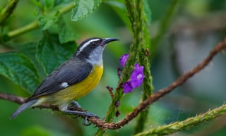 Bananaquit, Arenal Observatory Lodge, Costa Rica, March 2025