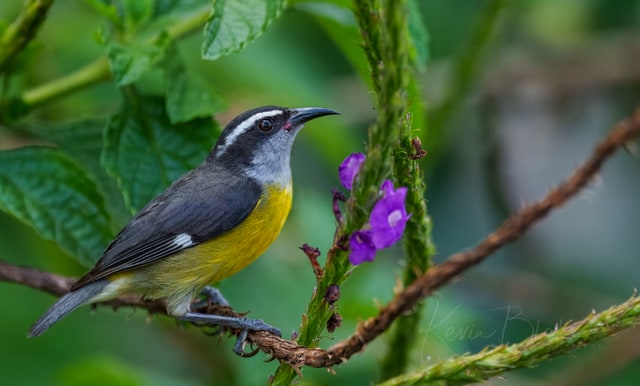 Bananaquit, Arenal Observatory Lodge, Costa Rica, March 2025