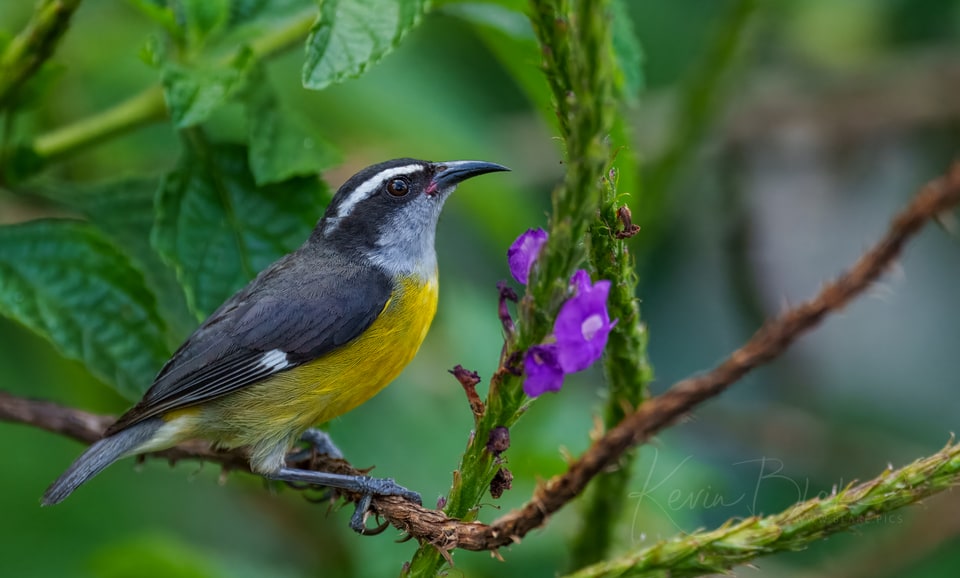 Bananaquit, Arenal Observatory Lodge, Costa Rica, March 2025