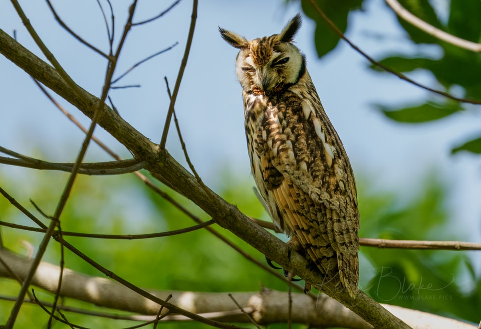 Striped Owl, The Nest Nature Centre, Costa Rica, March 2025