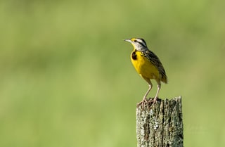 Eastern Meadowlark, the road near Tirimbina, Costa Rica, March 2025