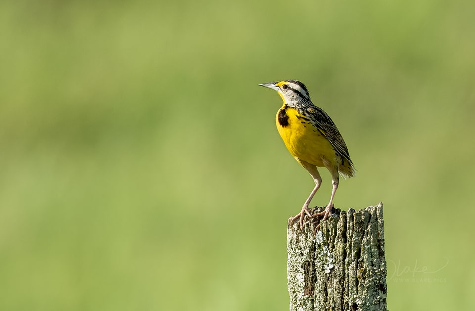 Eastern Meadowlark, the road near Tirimbina, Costa Rica, March 2025
