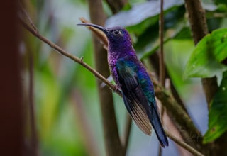 Violet Sabrewing, Galeria de Colibrí y Soda Cinchona - Mirador San Fernando, Costa Rica