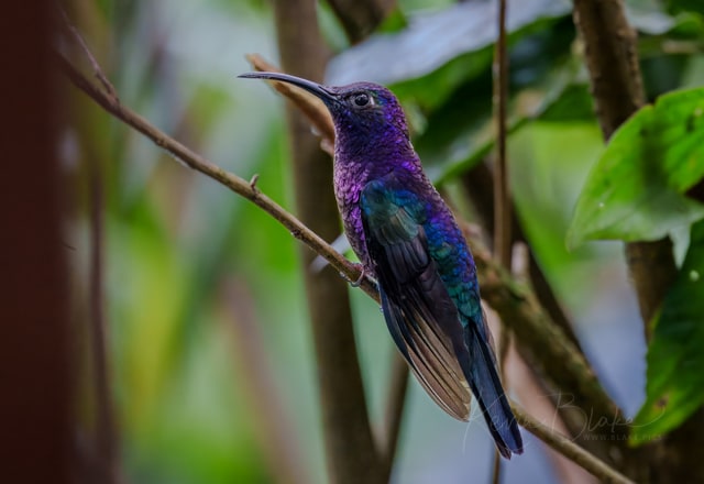 Violet Sabrewing, Galeria de Colibrí y Soda Cinchona - Mirador San Fernando, Costa Rica