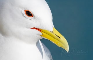 Black-legged Kittiwake, Bempton Cliffs, East Riding of Yorkshire
