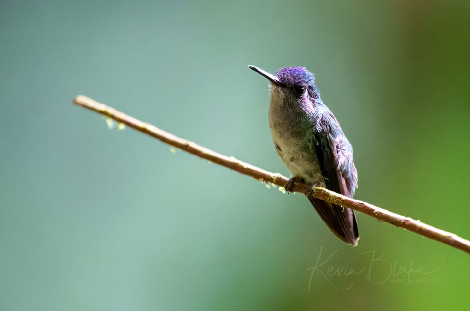Violet-headed Hummingbird, Arenal Observatory Lodge, Costa Rica, March 2025