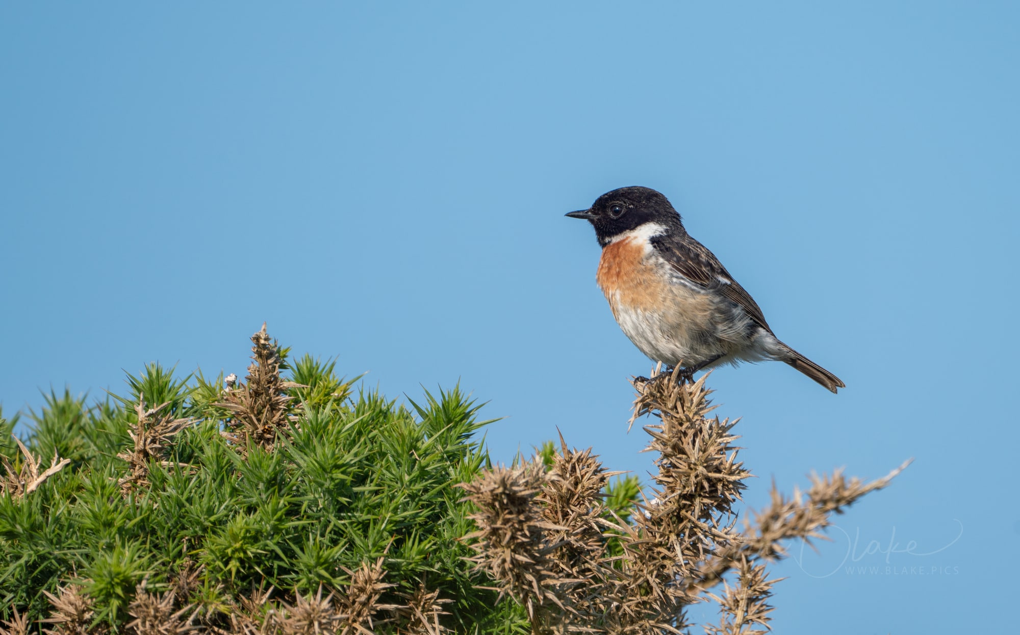 June Pembrokeshire Stonechat In