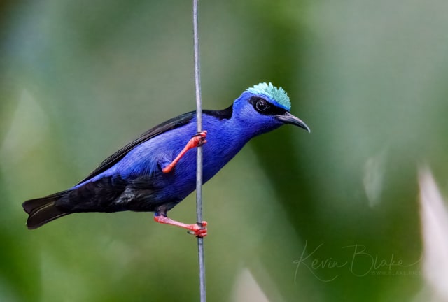 Red-legged Honeycreeper, Donde Cope- La Unión de Guápiles, Costa Rica, March 2025