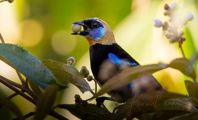 Golden Hooded Tanager, La Selva, Costa Rica, March 2025
