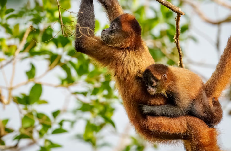 Spider Monkeys, Arenal Observatory Lodge, March 2025