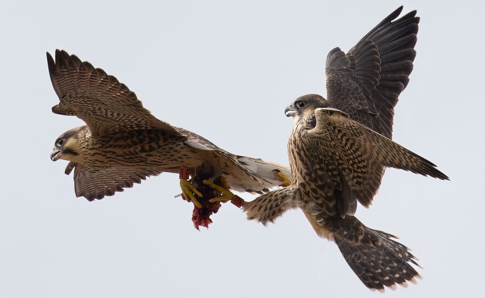 Peregrine Falcon Juveniles, St Albans Abbey, Hertfordshire, July 2023