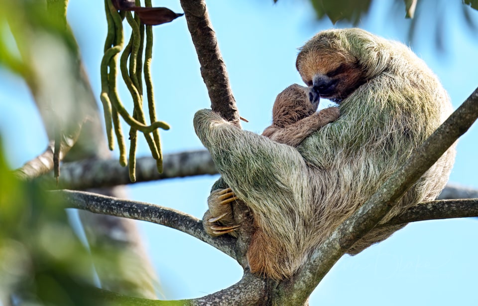 Three-Toed Sloth, Costa Rica, March 2025