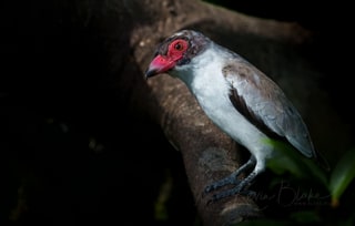 Masked Tityra, Arenal Observatory Lodge, Costa Rica, March 2025