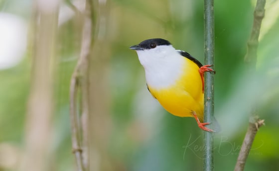 White-collared Manakin photograph