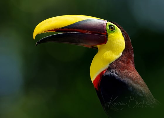Yellow-throated Toucan photograph