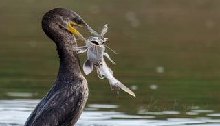 Neotropic Cormorant, Tárcoles, Costa Rica, March 2025