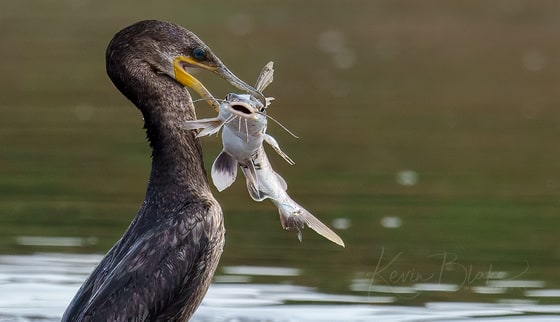 Neotropic Cormorant photograph