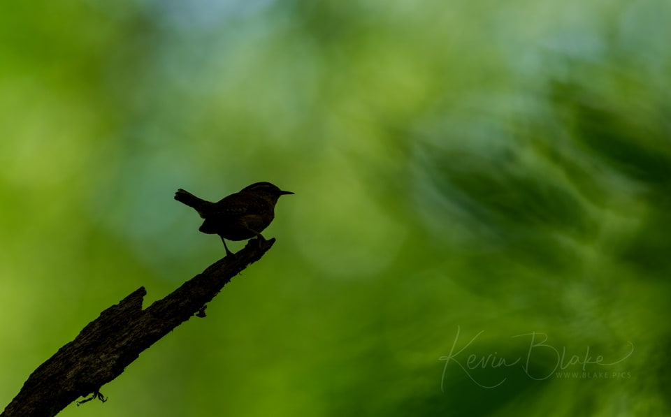 Eurasian Wren, Hampstead Heath, London, UK, June 2026