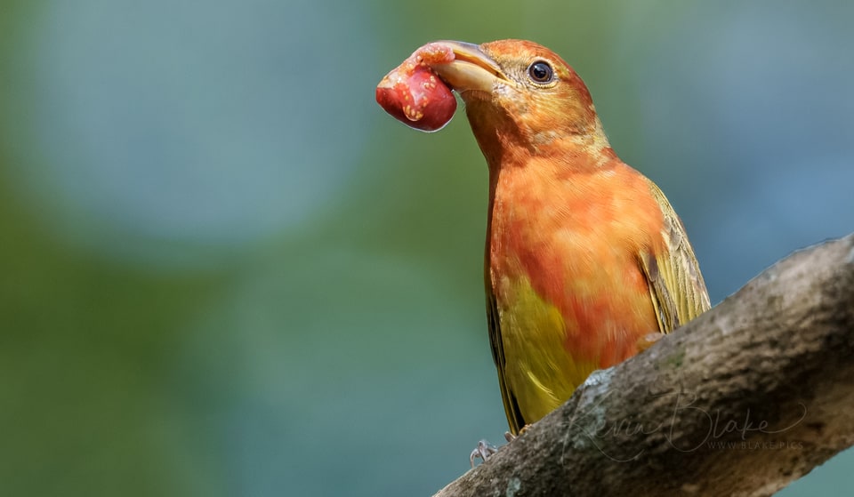 Summer Tanager, Villa San Ignacio, Alajuela, Alajuela, Costa Ric