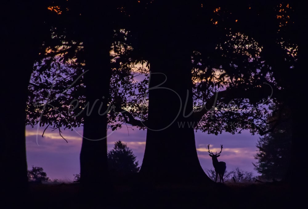 Red Deer stag silhouetted between trees against a purple sunrise sky, Richmond Park, London