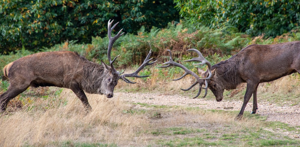 Rutting