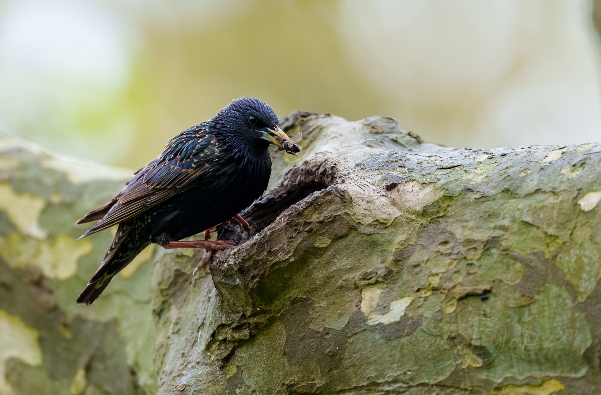 Starling, Cassiobury Park