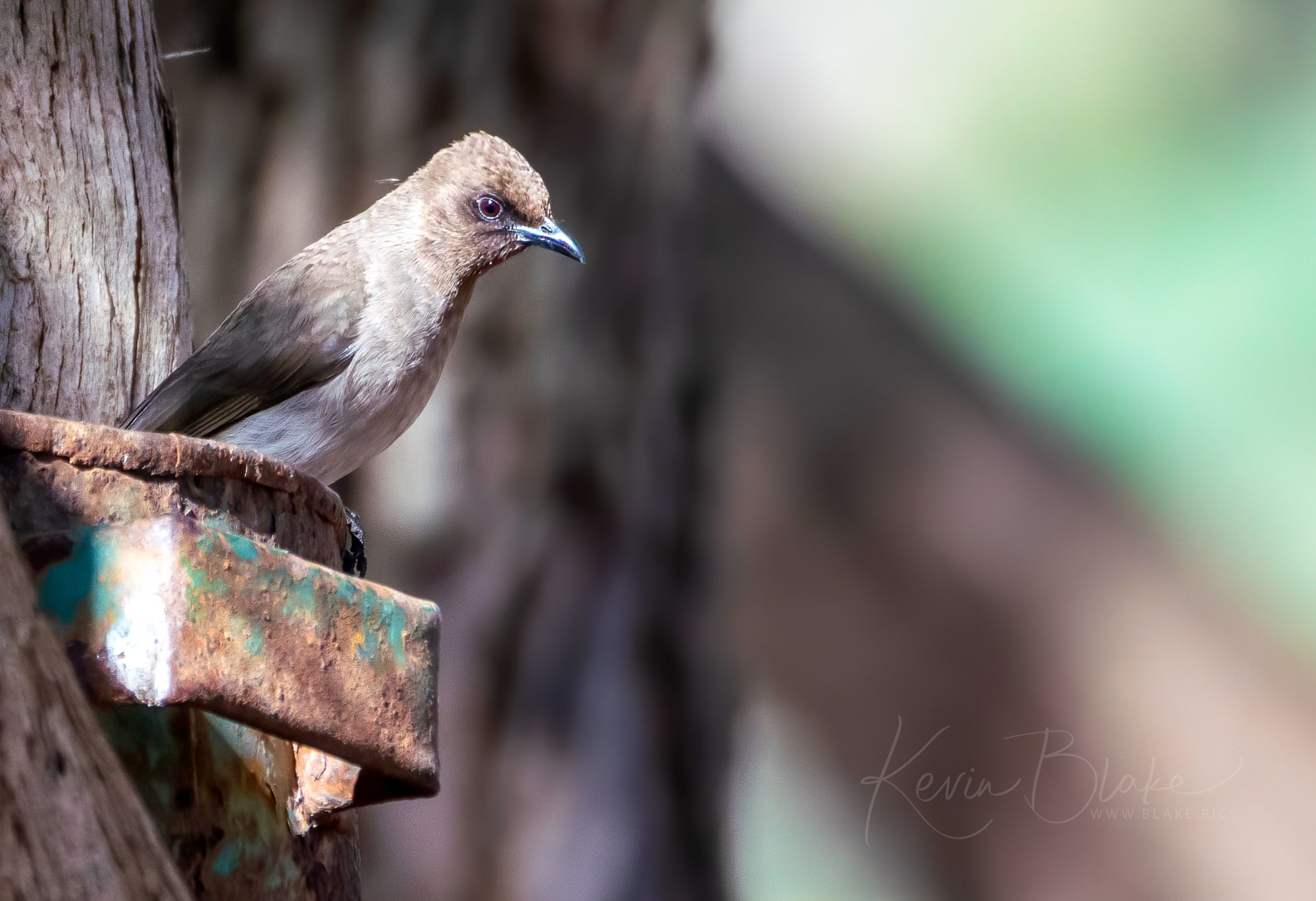 Common Bulbul, Souss Massa National Park, Morocco