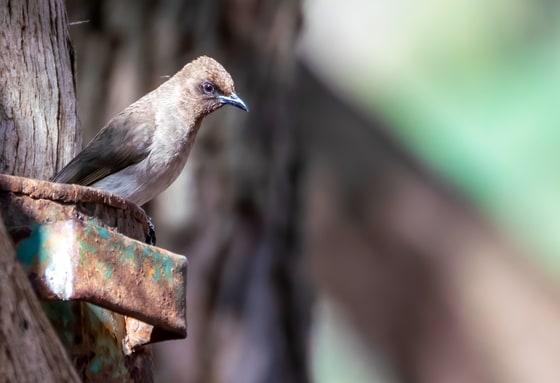 Common Bulbul photograph