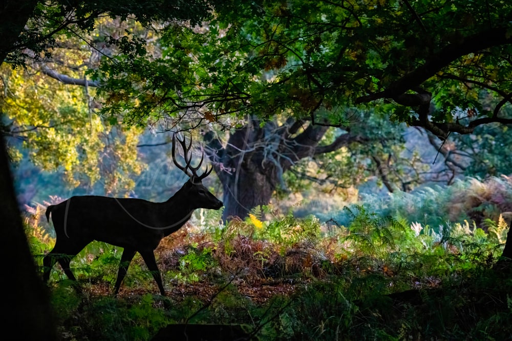 Red Deer stag silhouetted among autumn bracken and oak trees, Richmond Park, London