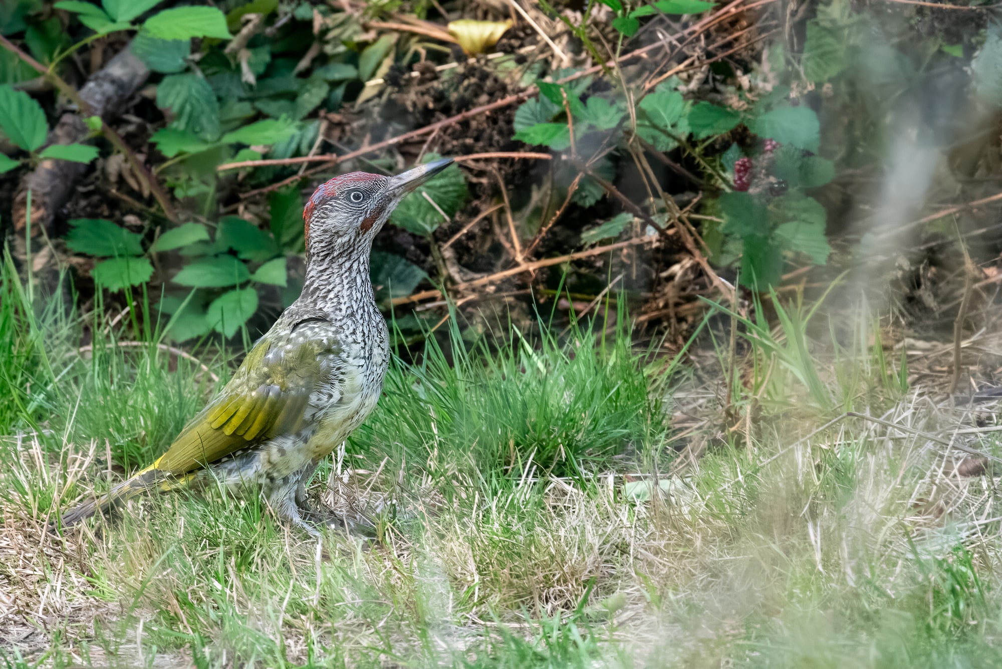 Juvenile Green Woodpecker