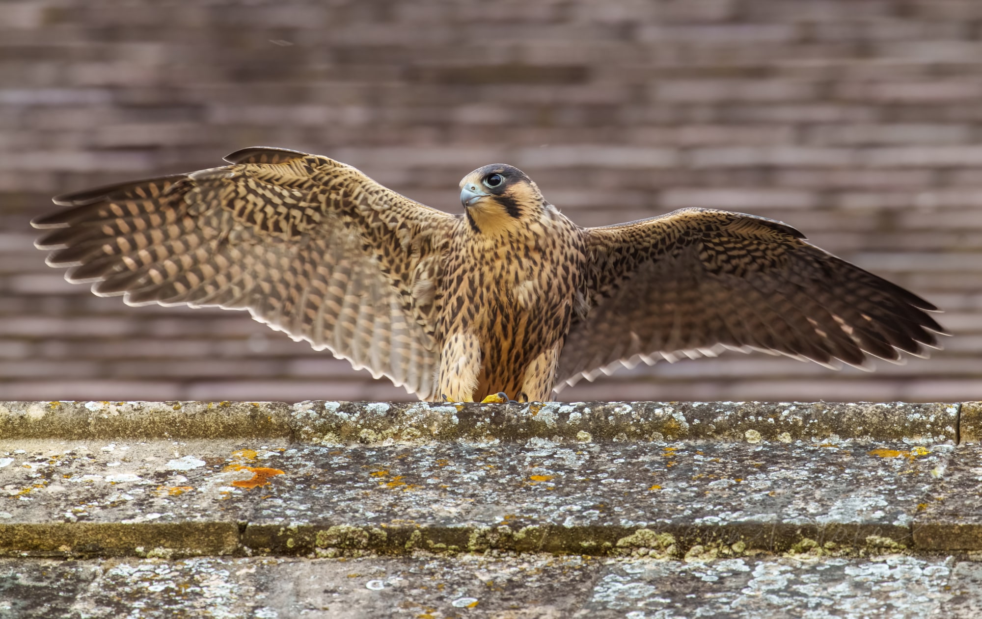 The First Peregrine Falcon Fledging of 2023, St Albans, Herts