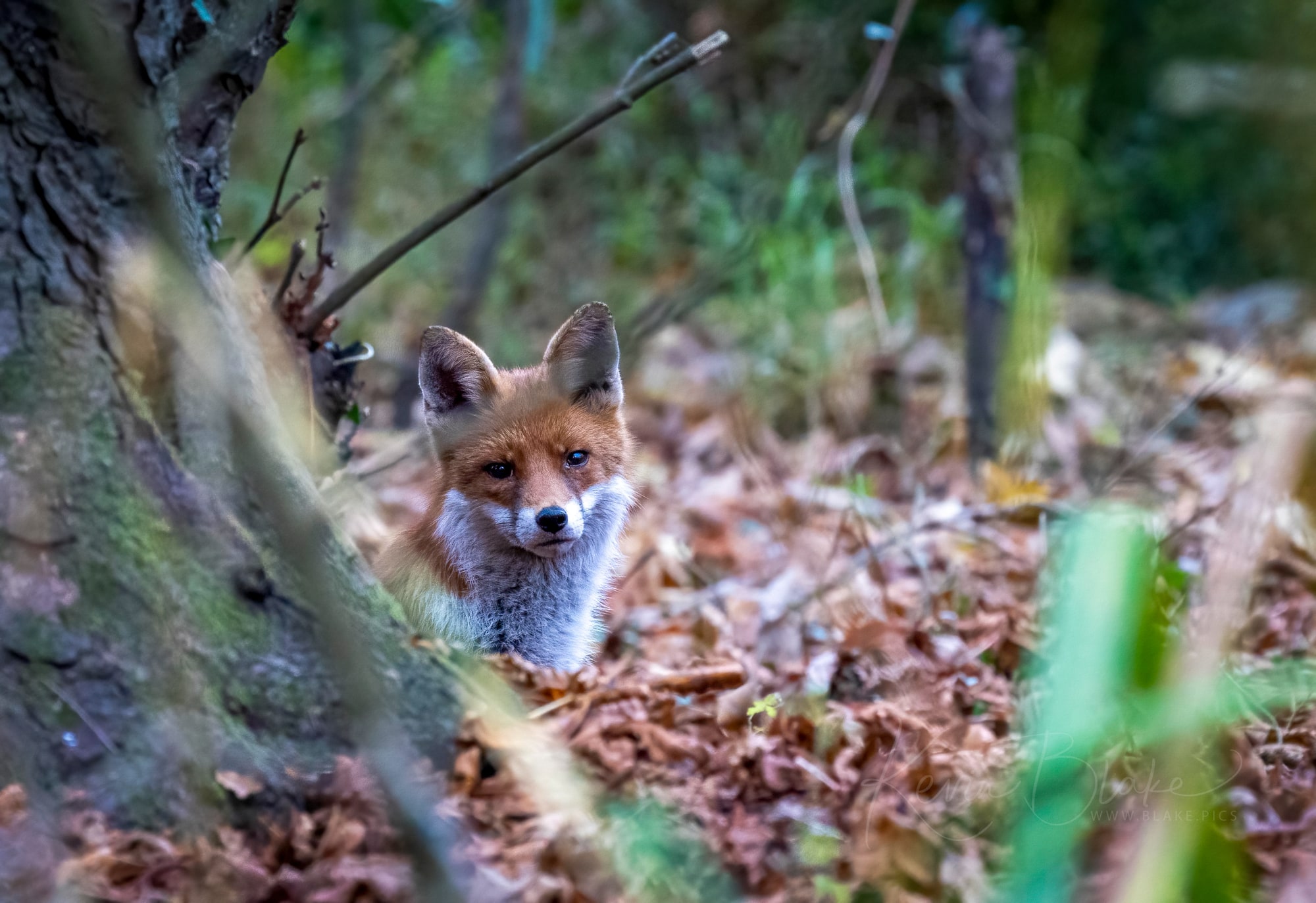 Cassiobury Park Fox