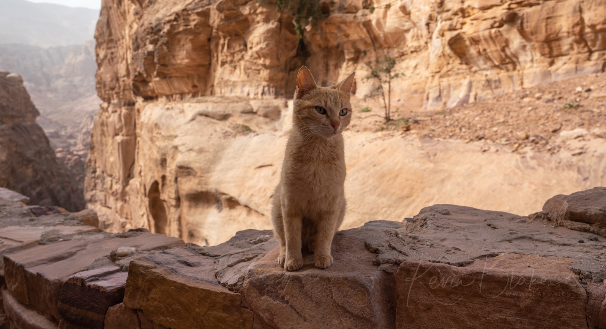 Petra Cats Of Petra