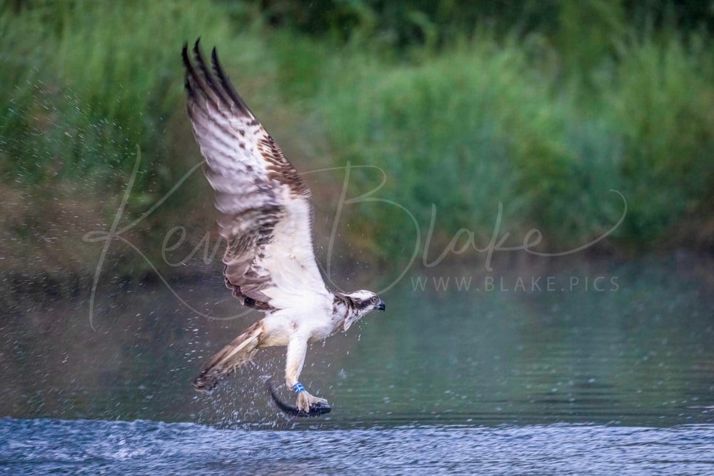 Osprey At Horn Mill Trout Farm