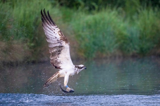 Osprey At Horn Mill Trout Farm