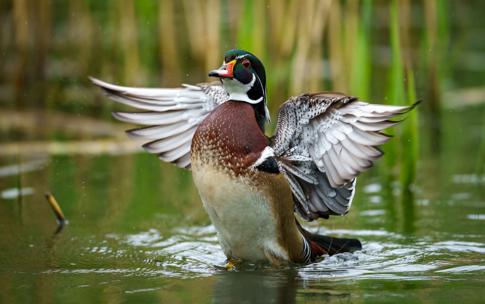 Wood Duck, Cassiobury Park, Watford
