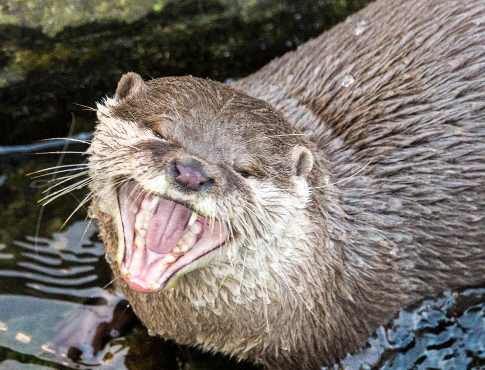 Otter