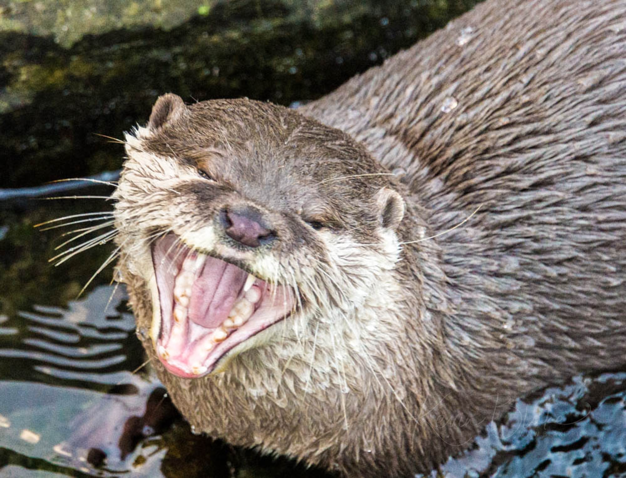 Otter