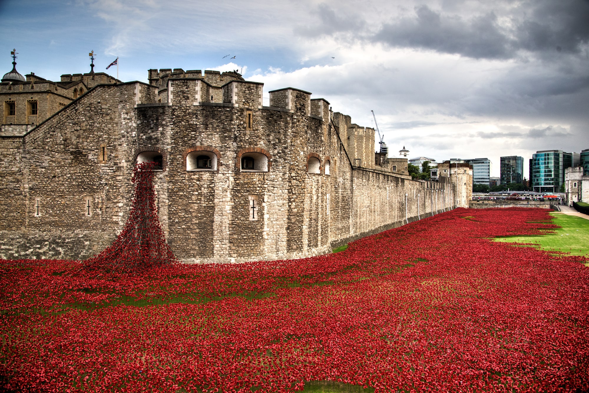 Poppies 1