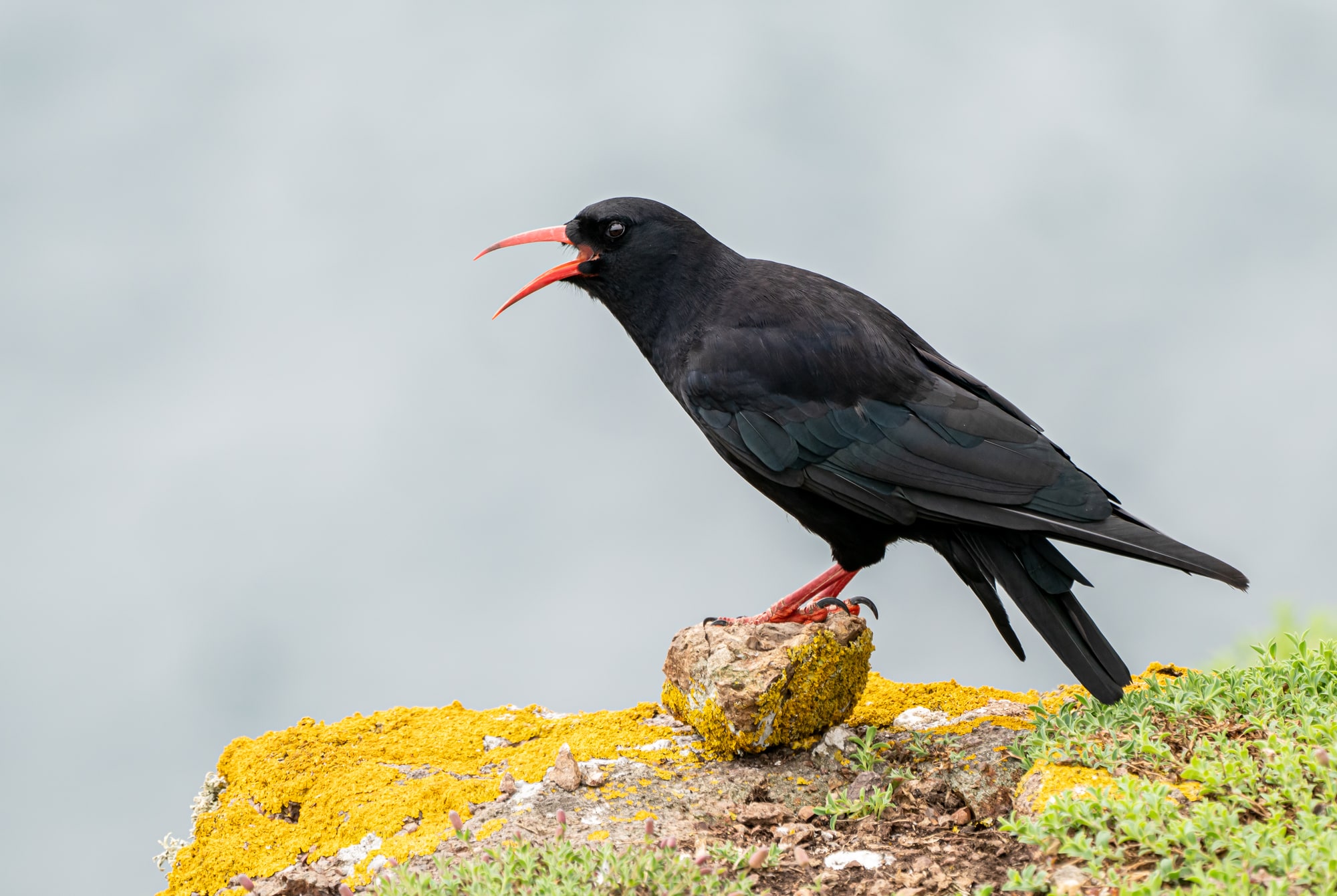 Skomer Chough